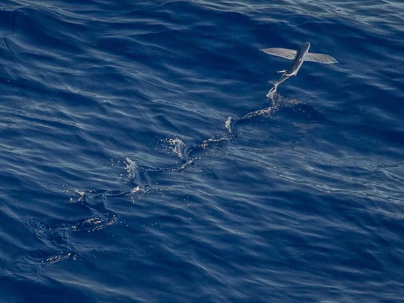 水世界漂流<br>qyw0fsis.cn 深海钻井平台